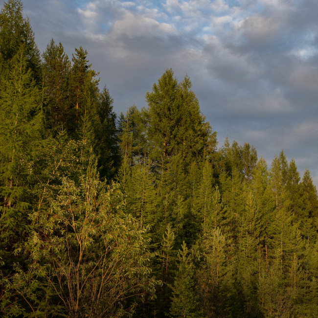 Sponsor A Forest!
