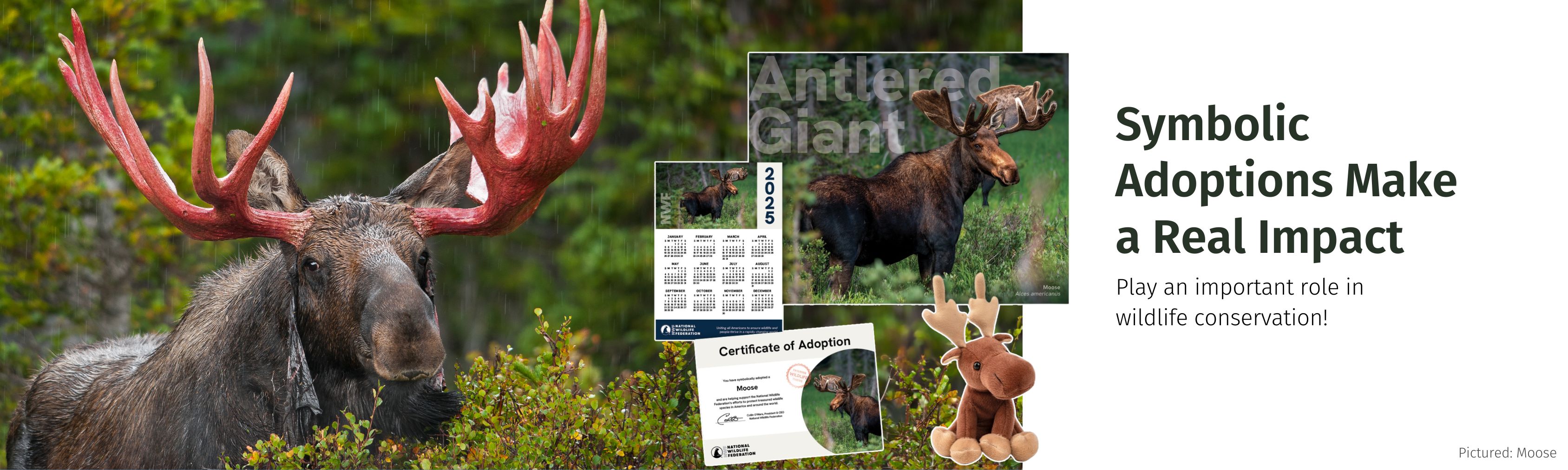 symbolic moose adoptions!