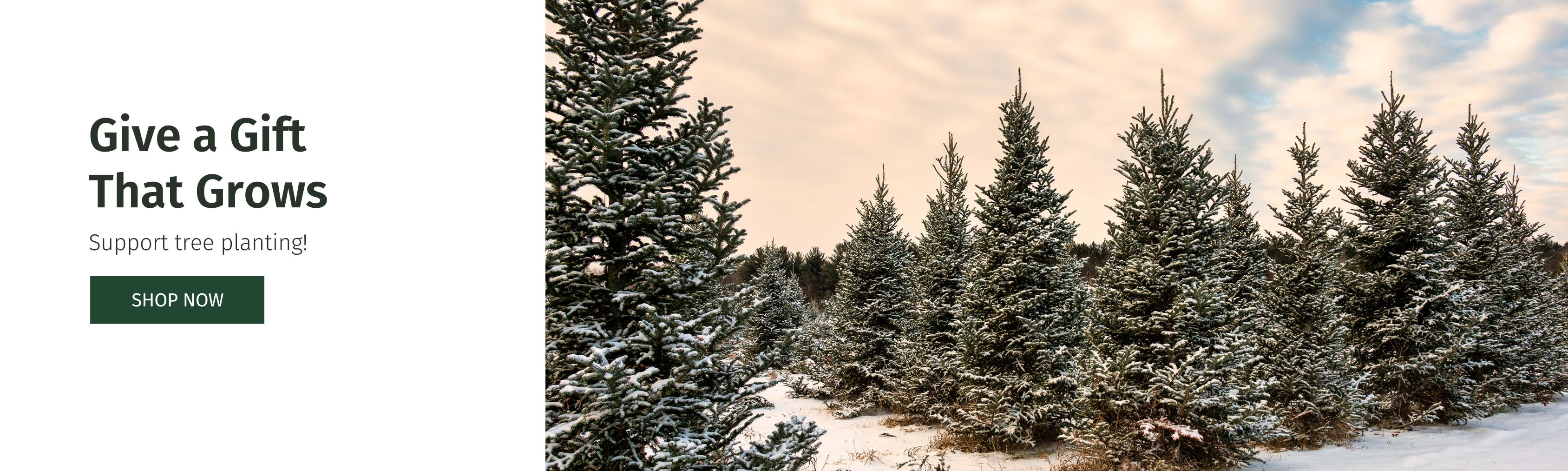 gifts that plant trees!