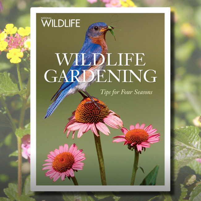 Create a Garden for Wildlife