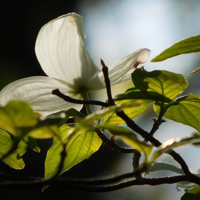 Give a Gift, Plant a Tree