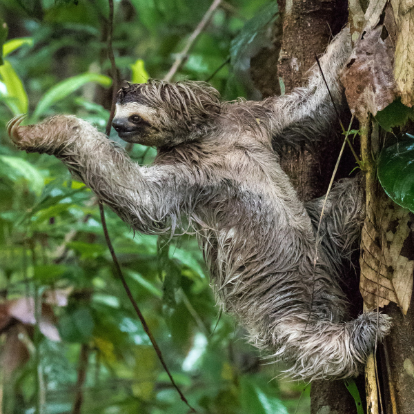 Image of a Three-Toed Sloth  header image