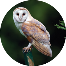 Adopt a Barn Owl header image