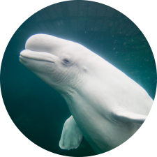 Adopt a Beluga Whale