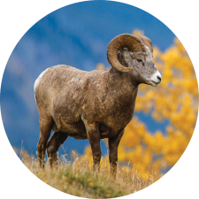 Adopt a Bighorn Sheep
