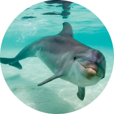Adopt a Bottlenose Dolphin
