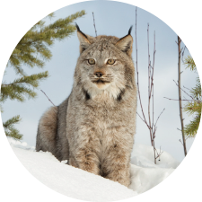 Adopt a Canada Lynx