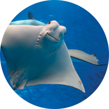Adopt a Cownose Ray
