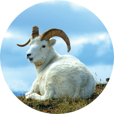 Adopt a Dall Sheep header image