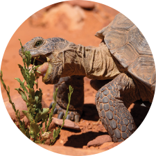 Adopt a Desert Tortoise