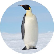 Adopt an Emperor Penguin