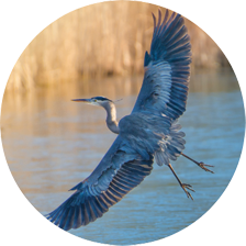 Adopt a Great Blue Heron header image