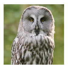 Adopt a Great Gray Owl