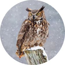 Adopt a Great Horned Owl