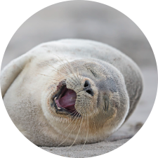 Adopt a Harbor Seal
