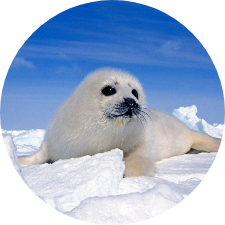 Adopt a Harp Seal