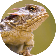 Adopt a Horned Lizard header image