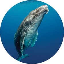 Adopt a Humpback Whale header image