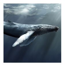 Adopt a Humpback Whale