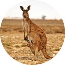 Adopt a Kangaroo