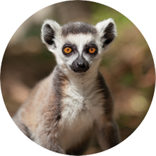 Adopt a Lemur header image