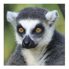 Adopt a Lemur
