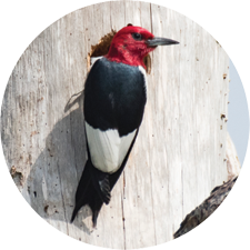 Adopt a Red-Headed Woodpecker header image