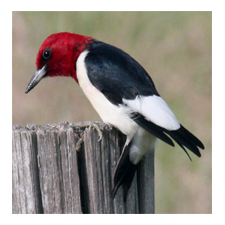 Adopt a Red-Headed Woodpecker