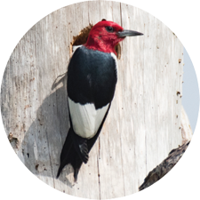 Adopt a Red-Headed Woodpecker