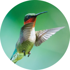 Adopt a Ruby-Throated Hummingbird
