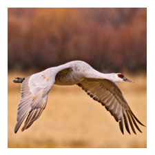 Adopt a Sandhill Crane