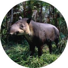 Adopt a Tapir