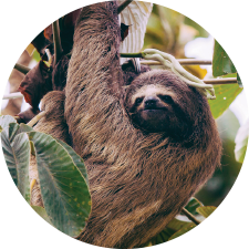 Adopt a Three-Toed Sloth