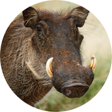 Adopt a Warthog header image