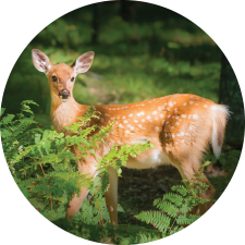 Adopt a White-Tailed Deer