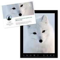 Adopt an Arctic Fox - AFOX25