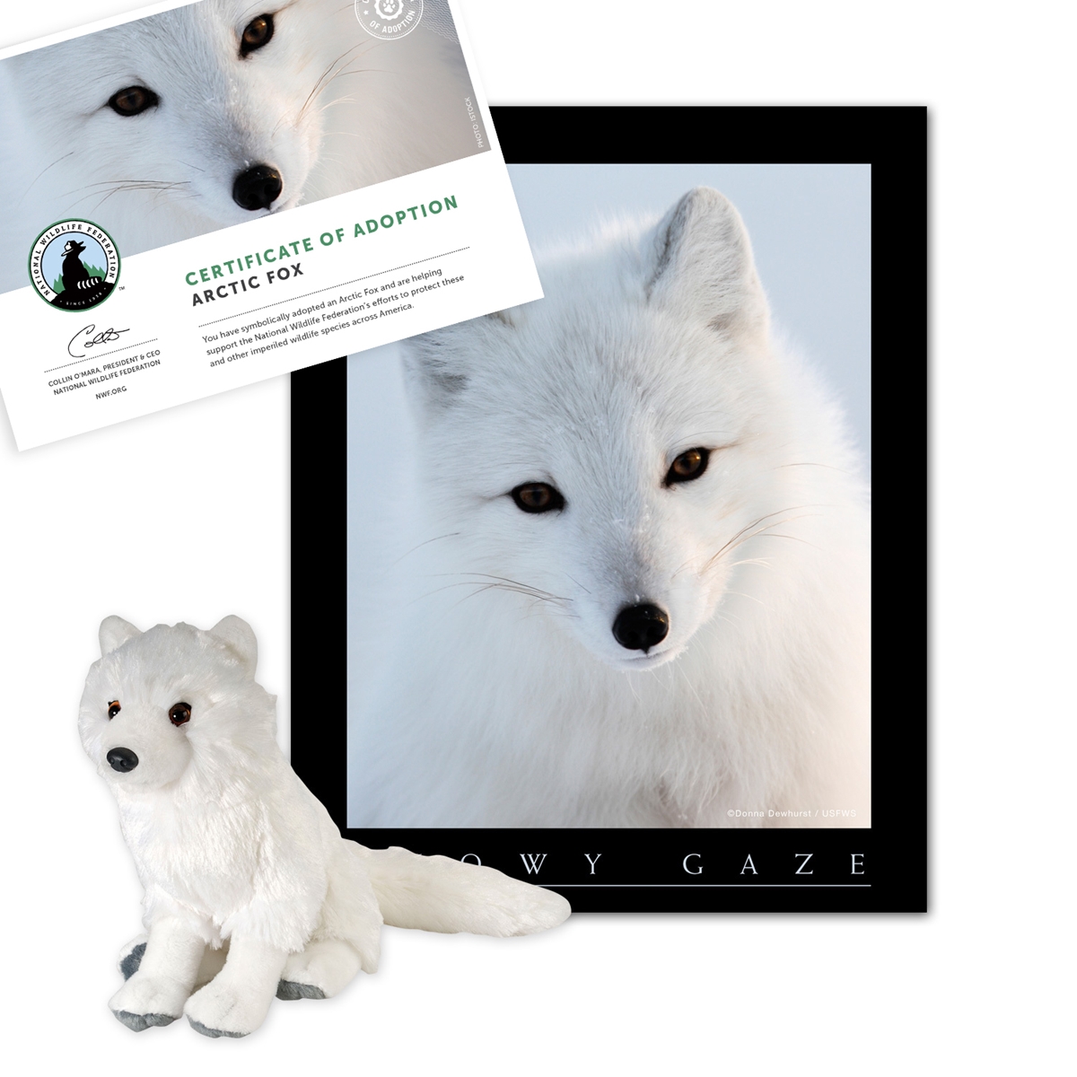 Adopt an Arctic Fox
