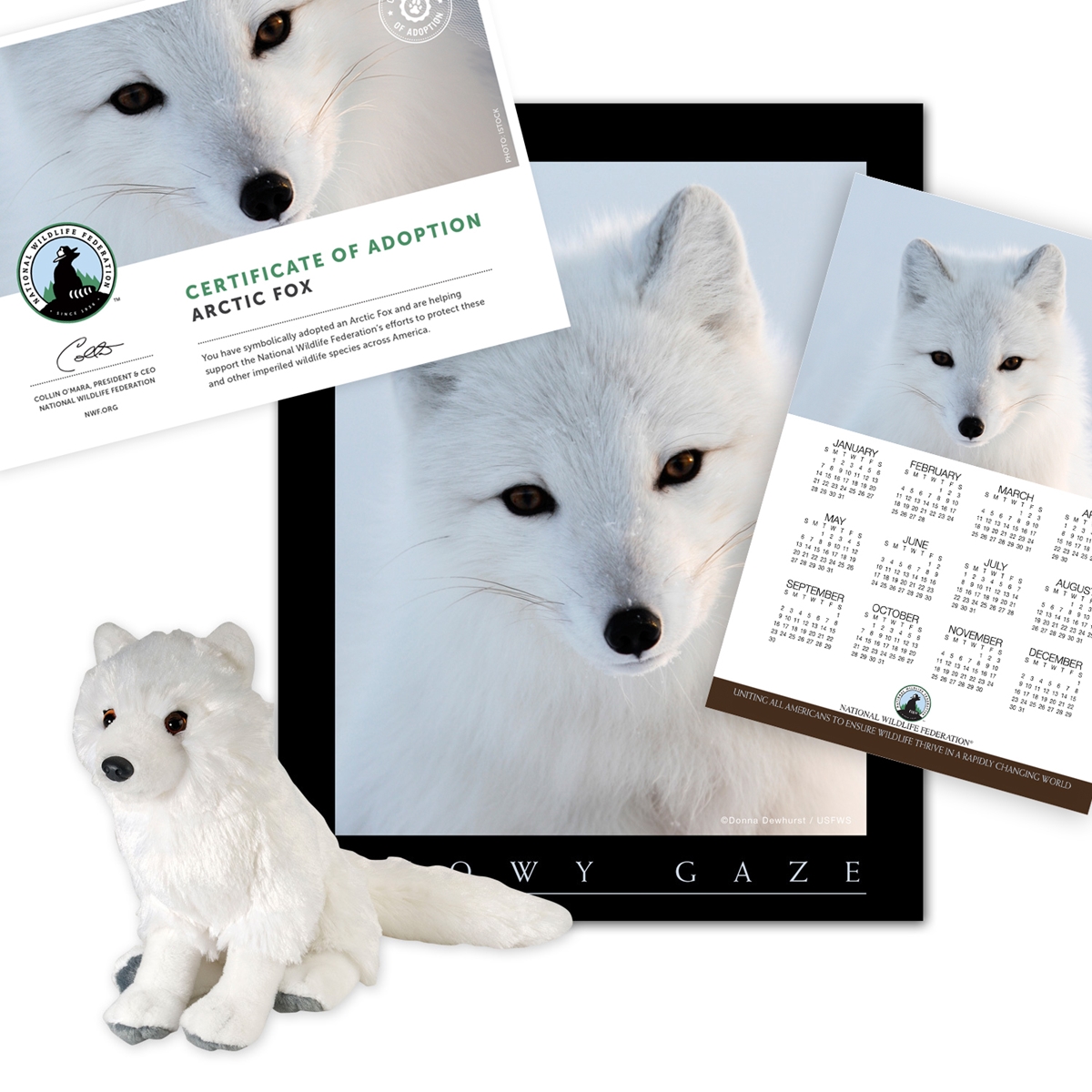 Adopt an Arctic Fox