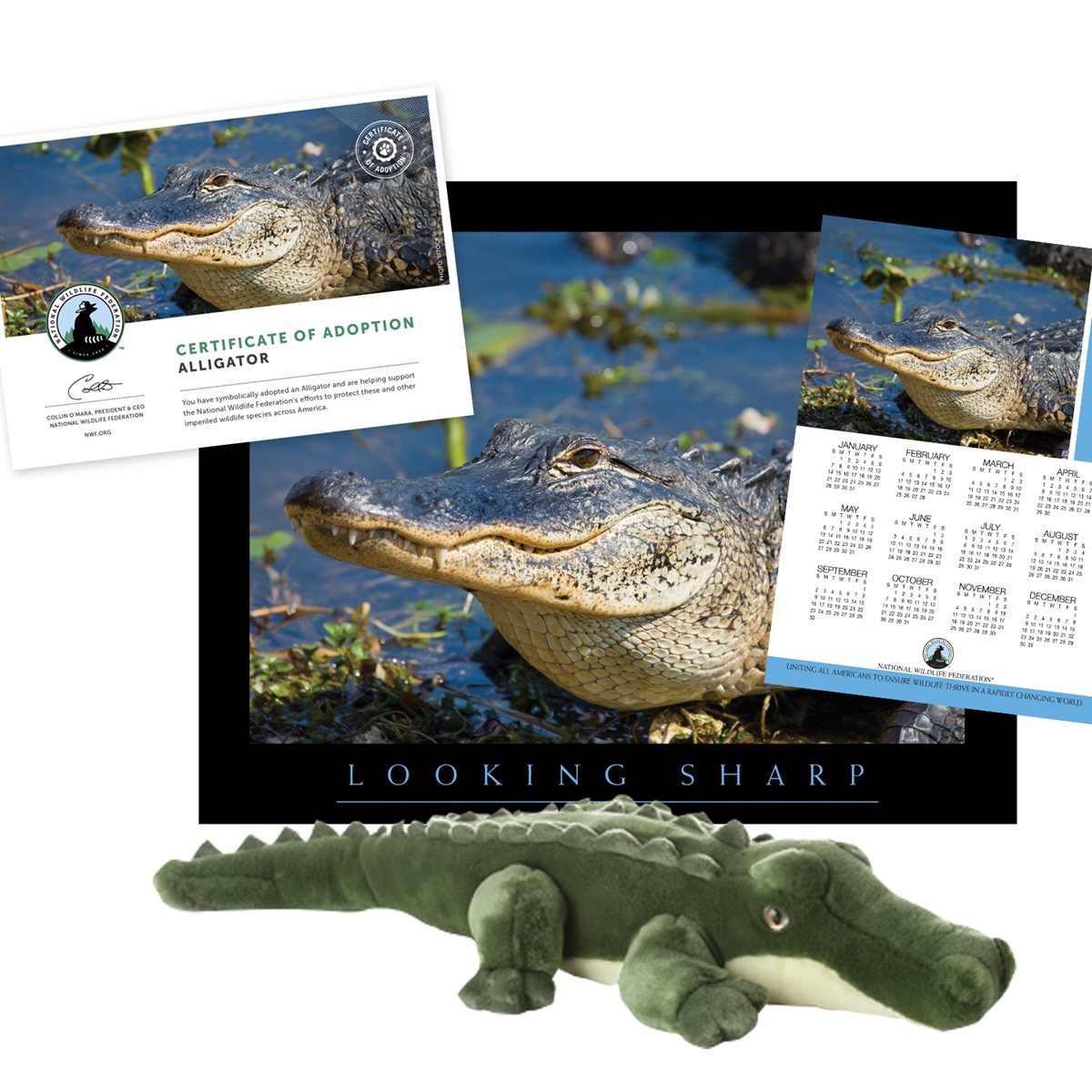 Adopt an Alligator