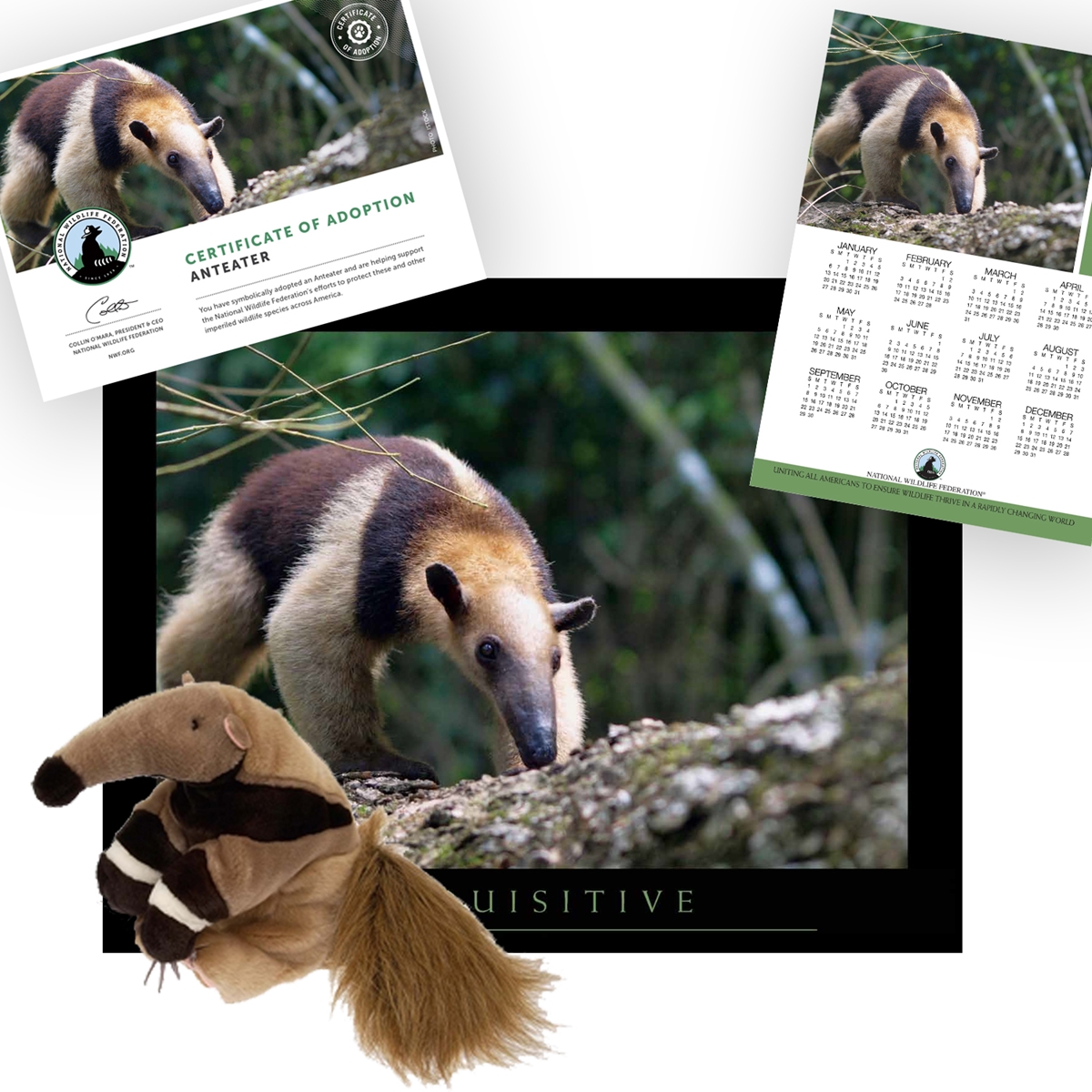 Adopt an Anteater