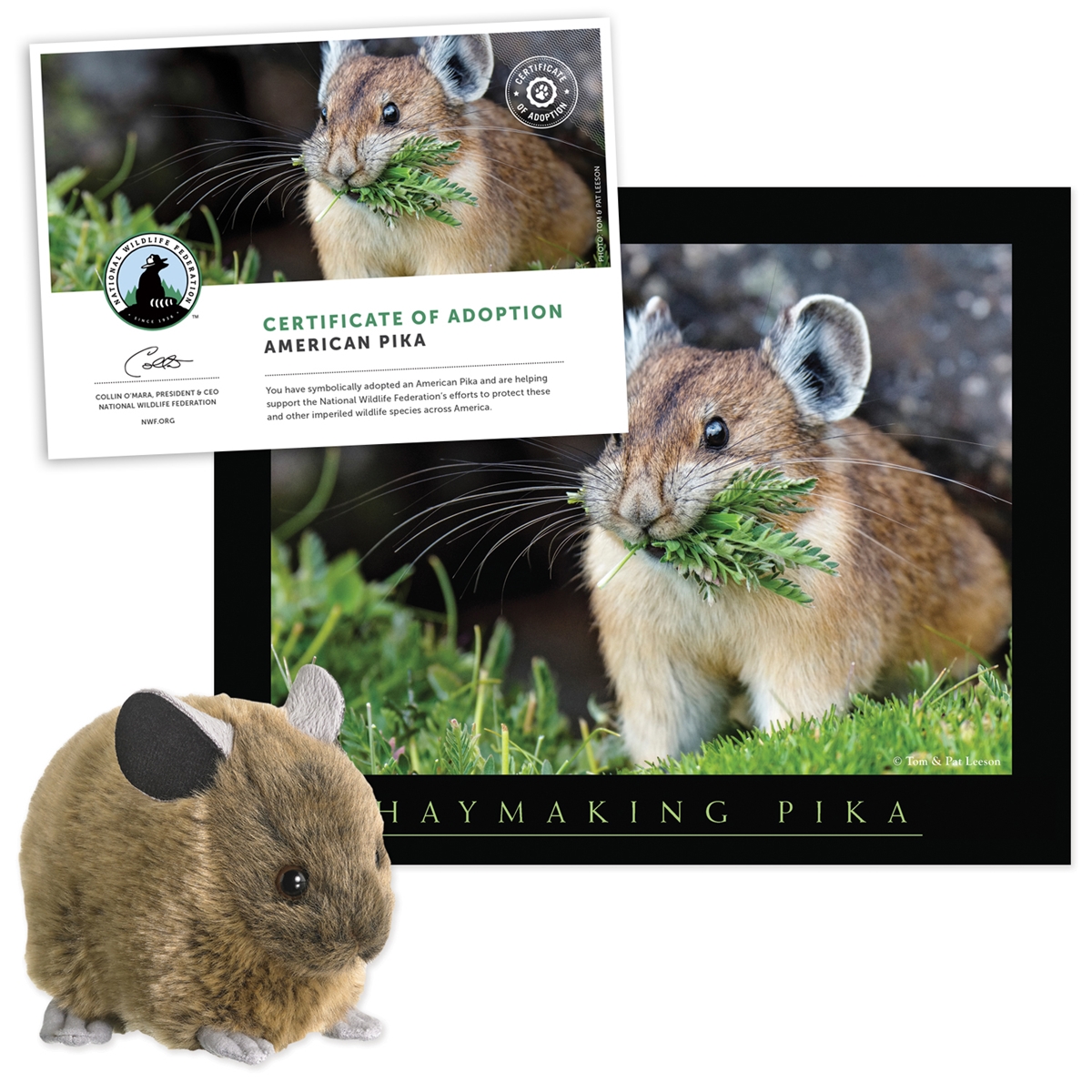 Adopt an American Pika