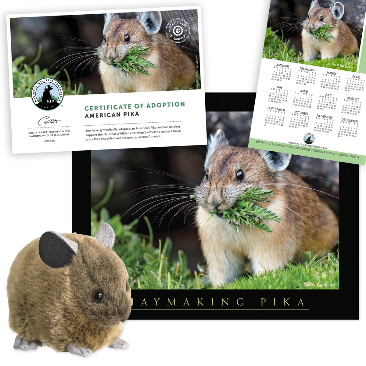 Adopt an American Pika