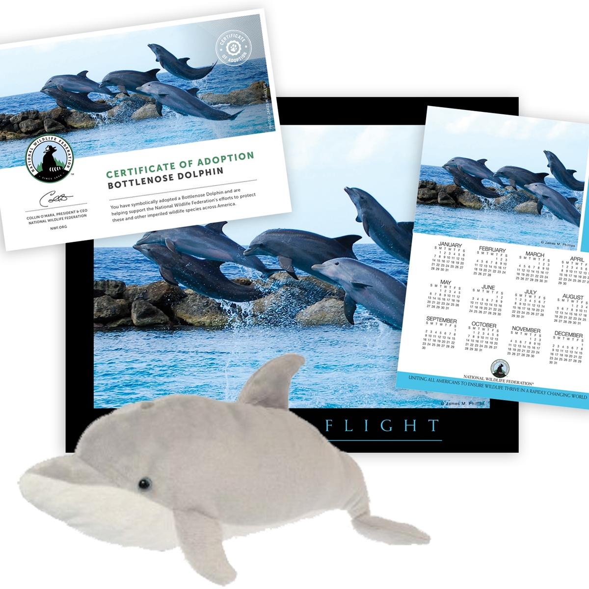 Adopt a Bottlenose Dolphin