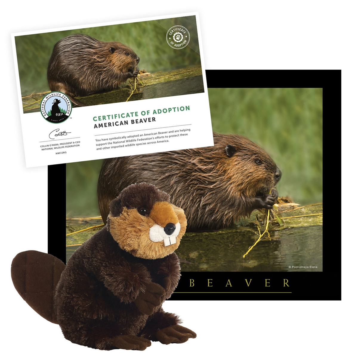 Adopt an American Beaver