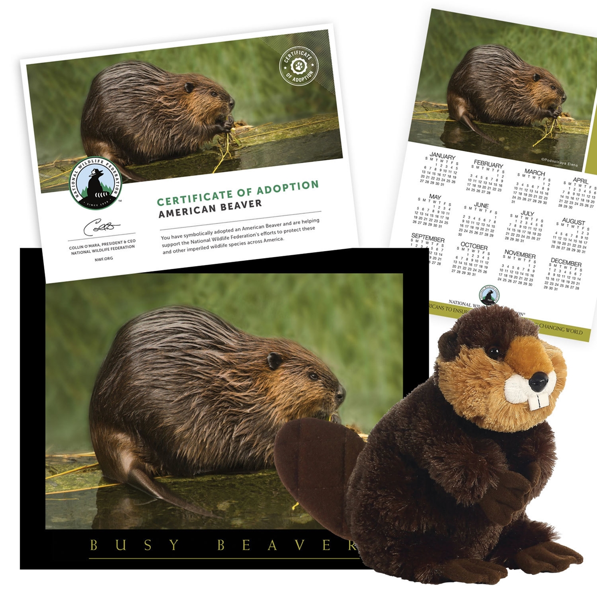 Adopt an American Beaver