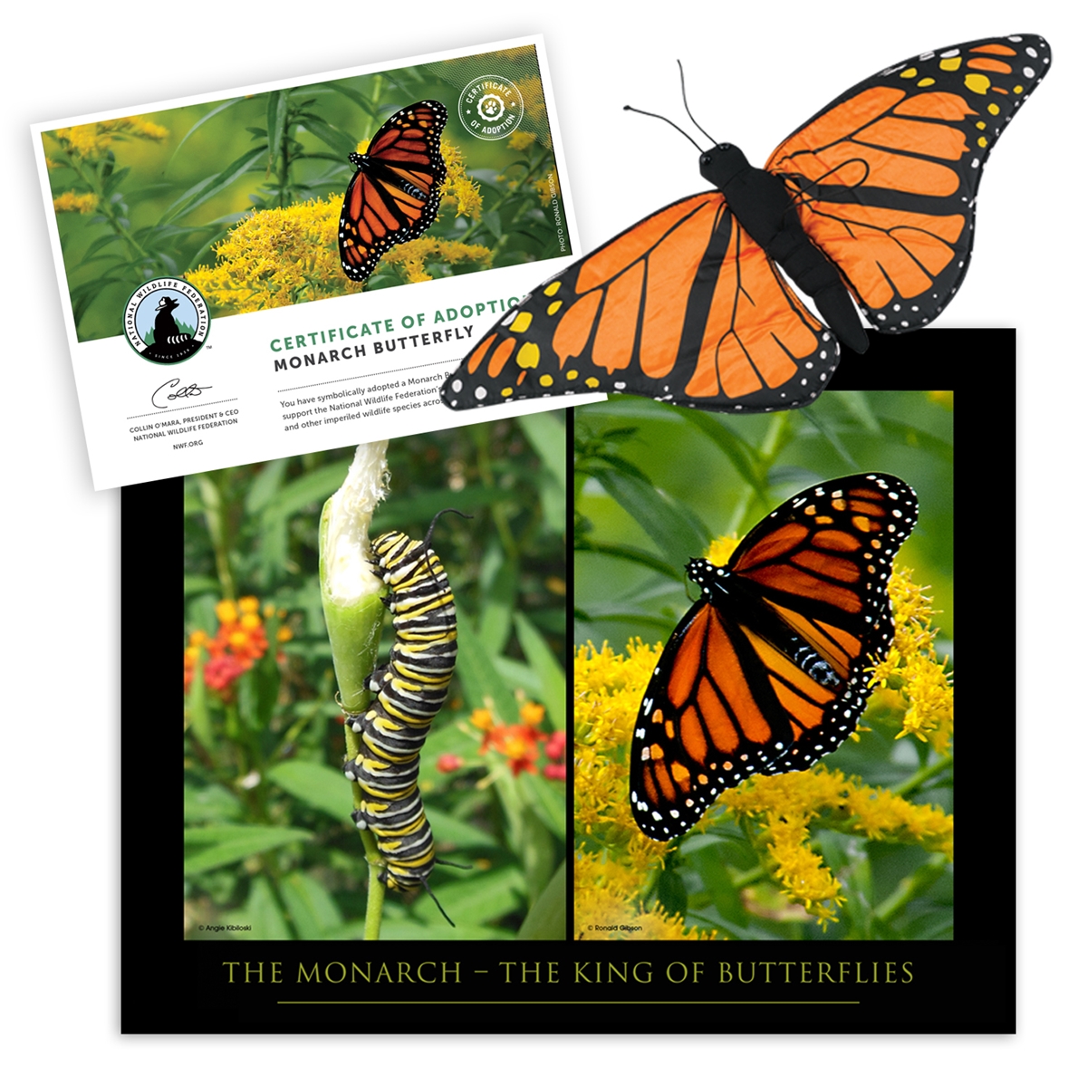 Adopt a Monarch Butterfly