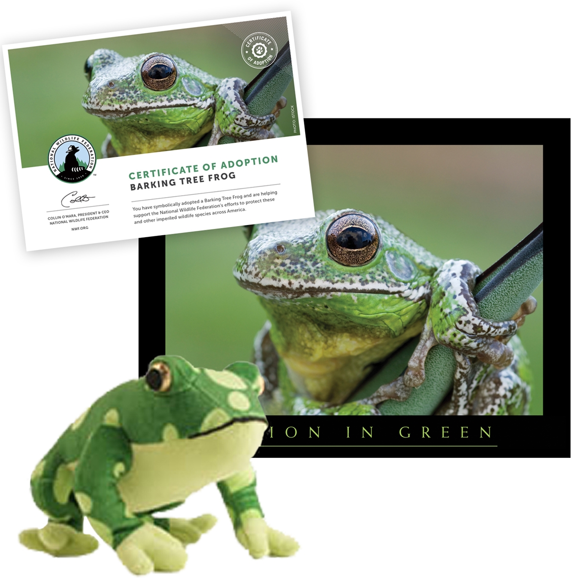 Adopt a Barking Tree Frog