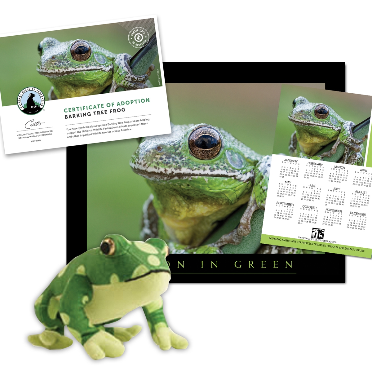 Adopt a Barking Tree Frog