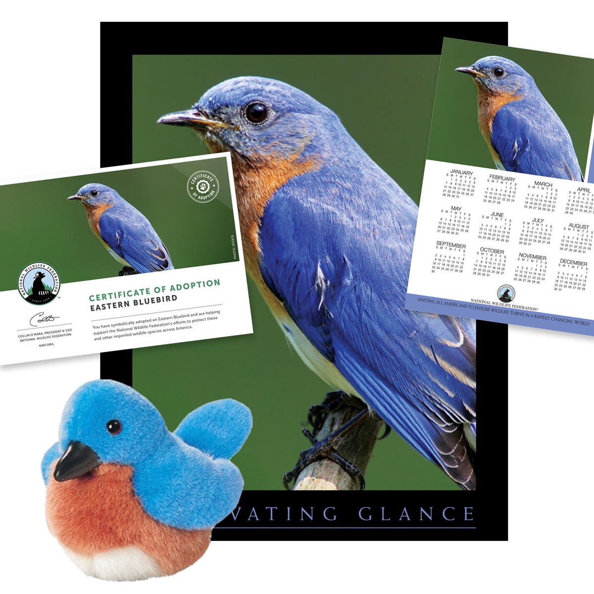 Adopt an Eastern Bluebird