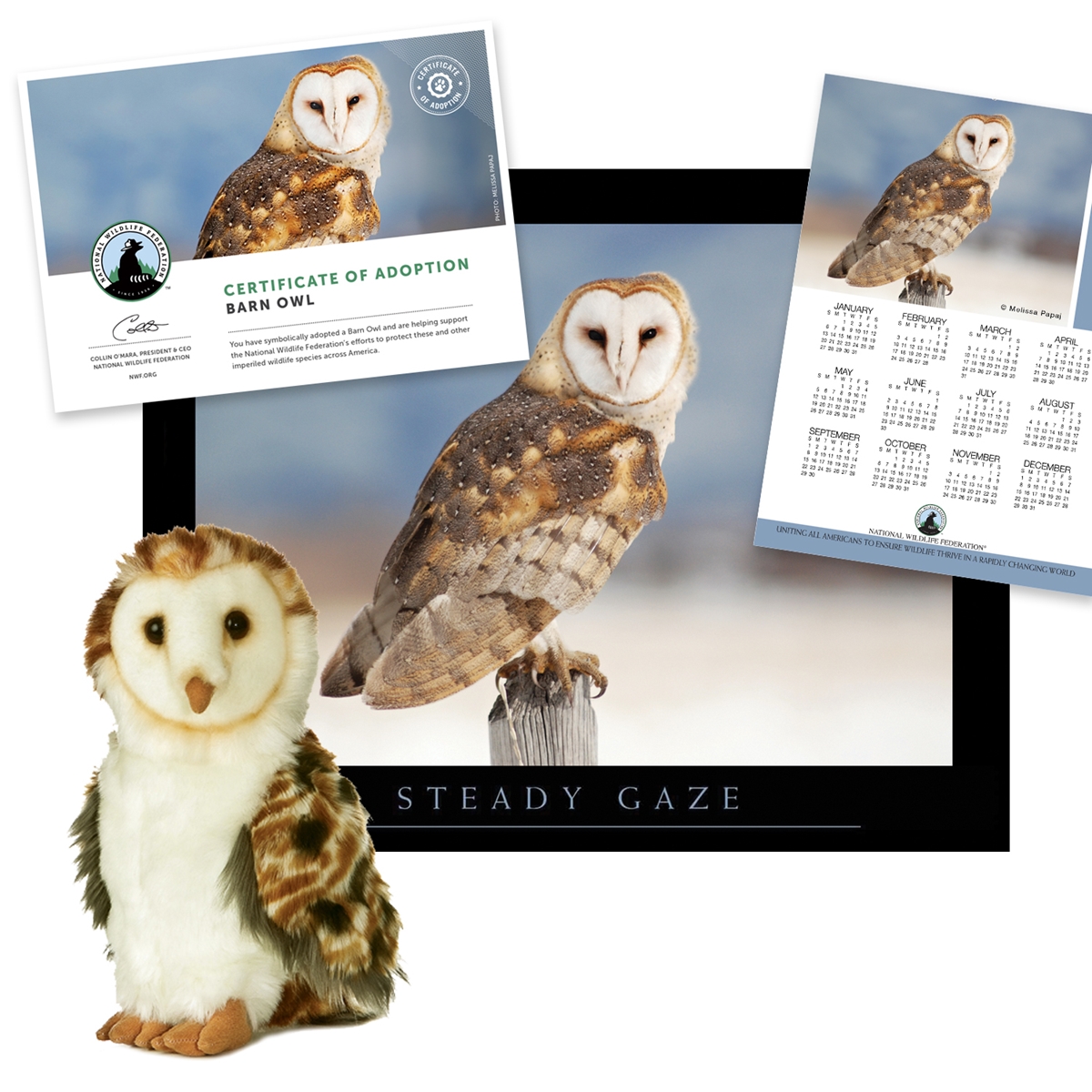 Adopt a Barn Owl